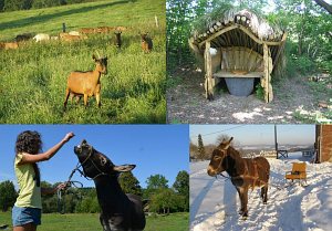 Kozia farma - prywatny kemping [Powiększ - nowe okno]